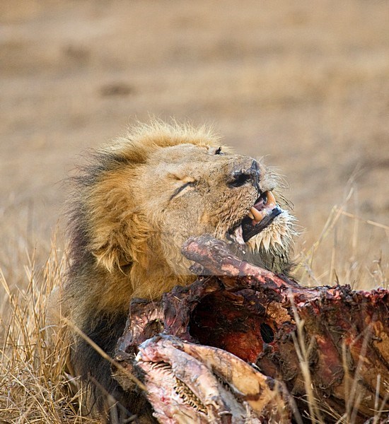 Mannetje Afrikaanse Leeuw etend van prooi; Male African Lion feeding on prey stock-image by Agami/Marc Guyt,