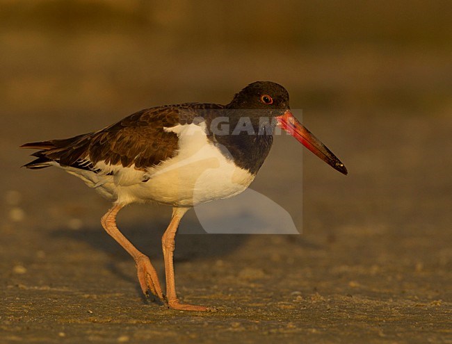 Amerikaanse Bonte Scholekster, American Oystercatcher stock-image by Agami/David Hemmings,