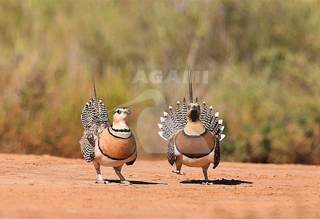 Pin-tailed Sandgrouses (Pterocles alchata) on the steppes of Belchite in Spain. Displaying pair. stock-image by Agami/Laurens Steijn,