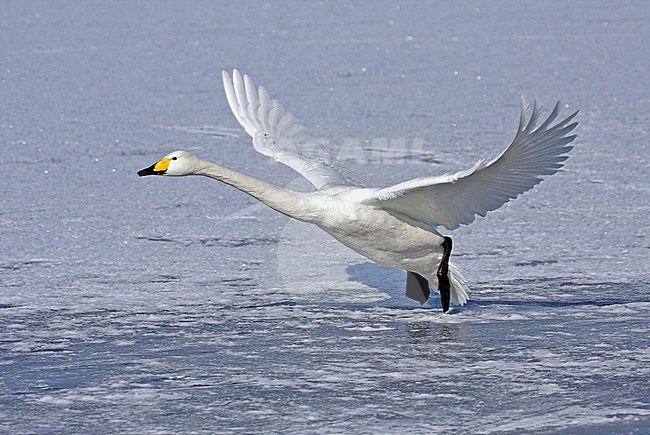 Flying Whooper Swan (Cygnus cygnus) on Hokkaido, Japan stock-image by Agami/Pete Morris,