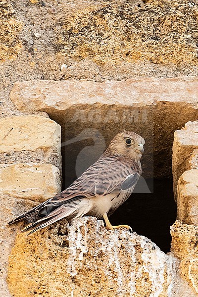 Immature Lesser Kestrel (Falco naumanni) at a breeding colony in Spain. stock-image by Agami/Marc Guyt,