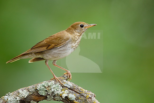 Adult Veery (Catharus fuscescens)
Galveston Co., Texas
April 2017 stock-image by Agami/Brian E Small,