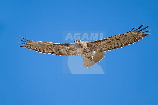 Adult
Colusa Co., CA
January 2023 stock-image by Agami/Brian E Small,