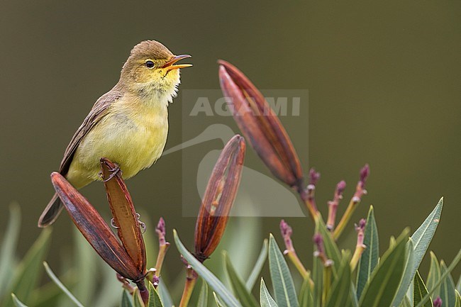 Melodious Warbler (Hippolais polyglotta) perched on a branch and singing stock-image by Agami/Daniele Occhiato,