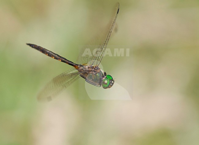 Imago Gevlekte glanslibel; Adult Yellow-spotted Emerald; stock-image by Agami/Fazal Sardar,