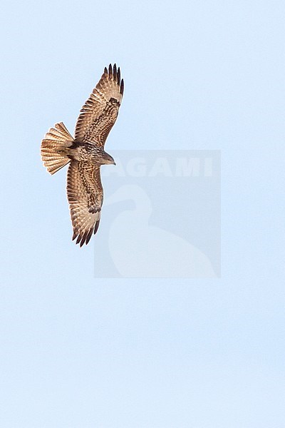 Steppe Buzzard (Buteo buteo vulpinus) on migration over the Eilat Mountains, near Eilat, Israel stock-image by Agami/Marc Guyt,