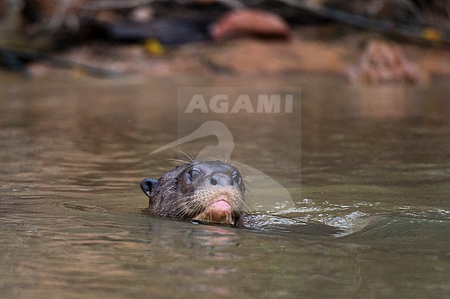 A Giant otter, Pteronura brasiliensis, swimming in the Cuiaba River. Mato Grosso Do Sul State, Brazil. stock-image by Agami/Sergio Pitamitz,