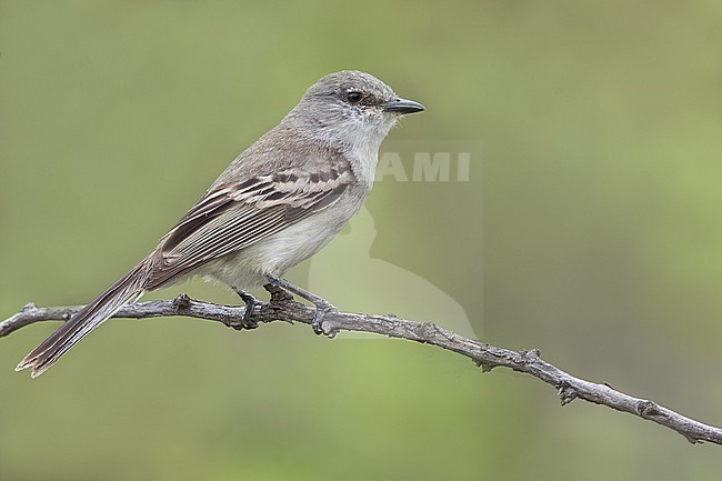 Suiriri Flycatcher (Suiriri suiriri) Perched on a branch in Argentina stock-image by Agami/Dubi Shapiro,