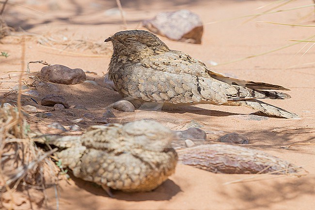 Egyptian Nightjar (Caprimulgus aegyptius saharae), two adults resting on the ground in Morocco stock-image by Agami/Saverio Gatto,