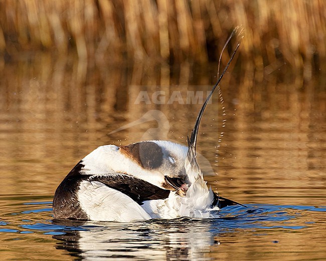 A beautiful drake Long-tailed Duck (Clangula hyemalis) is giving close up views in the early morning light. This bird is in The Netherlands normally seen out at sea where only distant views can be optained. This bird however swam in a small creek on the island of Texel giving excpetional views. stock-image by Agami/Jacob Garvelink,