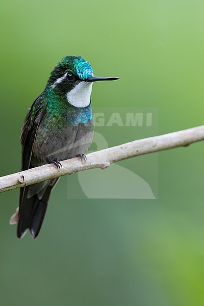 White-throated Mountaingem (Lampornis castaneoventris) perched on a branch, against a green background, in a montane rainforest in Panama. stock-image by Agami/Dubi Shapiro,