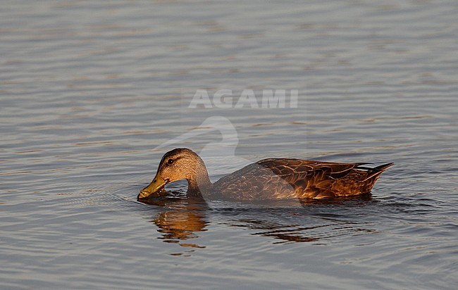 American Black Duck, Anas rubripes, at Cape May, New Jersey, USA stock-image by Agami/Helge Sorensen,