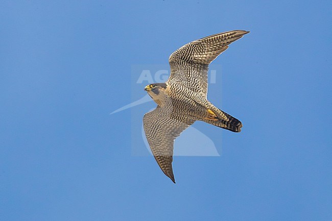 Volwassen Slechtvalk in flight; Adult Peregrine in flight stock-image by Agami/Daniele Occhiato,