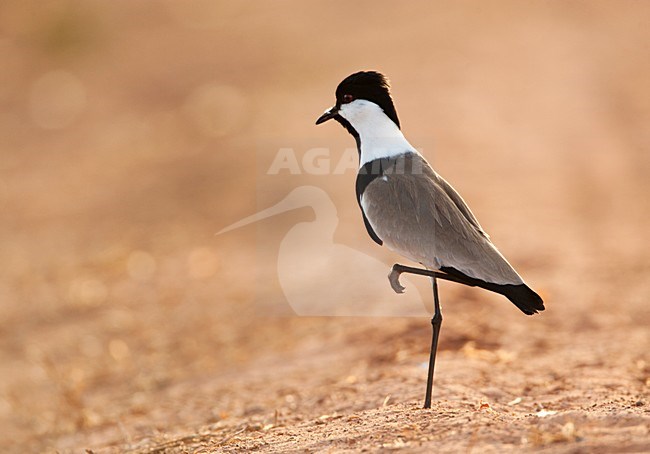 Sporenkievit, Spur-winged Plover, Vanellus spinosus stock-image by Agami/Marc Guyt,