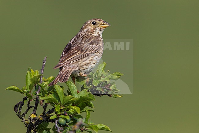 Grauwe Gors zittend in een struik; Corn Bunting sitting in a bush stock-image by Agami/Daniele Occhiato,