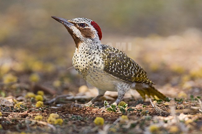 Bennetts Specht, Bennett's Woodpecker, Campethera bennettii stock-image by Agami/Marc Guyt,