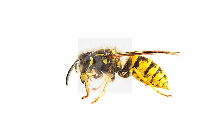 German Wasp, Duitse wesp, Vespula germanica stock-image by Agami/Wil Leurs,