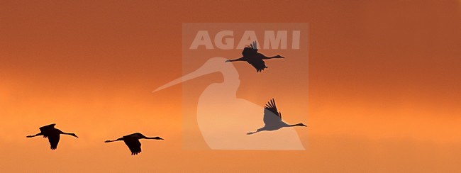 Groep vliegende Kraanvogels tegen avondlucht, Flock of flying Common Cranes against evening sky stock-image by Agami/Han Bouwmeester,