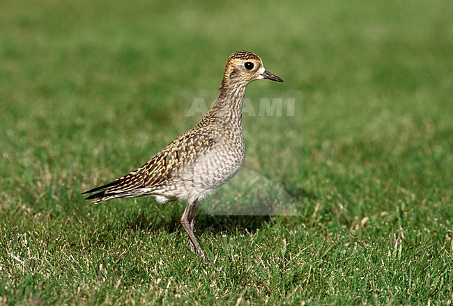 Aziatische Goudplevier in Finland, Pacific Golden Plover in Finland stock-image by Agami/Markus Varesvuo,