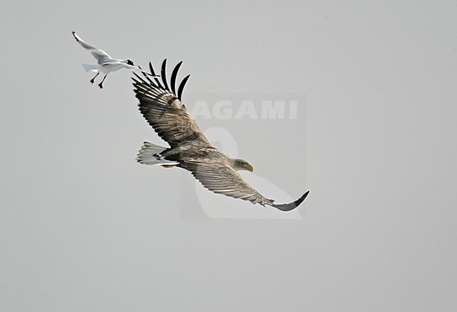Volwassen Zeearend in de vlucht; Adult White-tailed Eagle in flight stock-image by Agami/Markus Varesvuo,