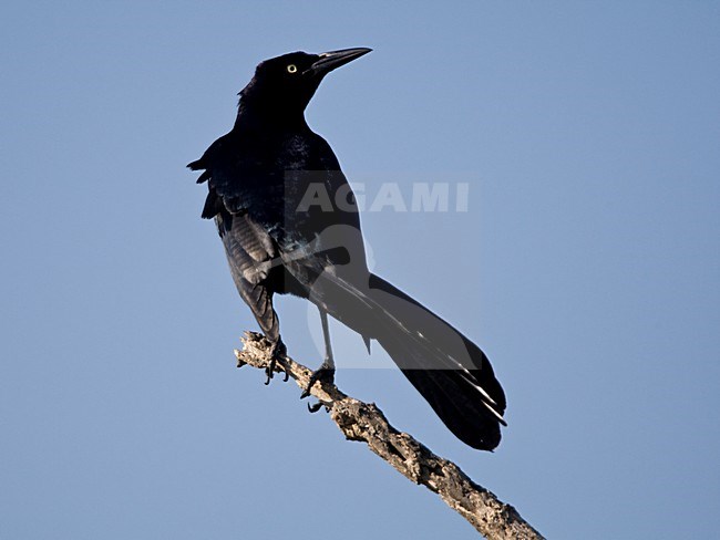 Langstaarttroepiaal mannetje op tak Mexico, Great-tailed Grackle male at branch Mexico stock-image by Agami/Wil Leurs,