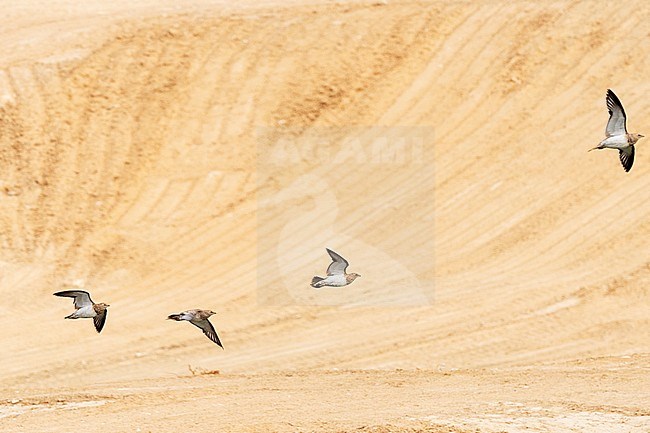 Pin-tailed Sandgrouse (Pterocles alchata) landing at drinking site in the Negev Desert in Israel. Including seldom seen and photographed juvenile birds. stock-image by Agami/Yoav Perlman,