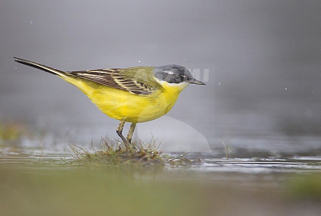 Male Grey-headed Wagtail (Motacilla thunbergi) in spring in Finland. Possible hybrid. stock-image by Agami/Arto Juvonen,