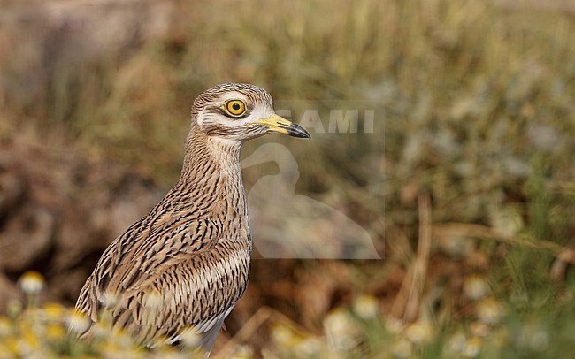 Juvenile Eurasian Stone Curlew (Burhinus oedicnemus) at Toledo, Spain. stock-image by Agami/Helge Sorensen,