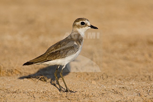 Mongoolse Plevier; Lesser Sand Plover stock-image by Agami/Daniele Occhiato,