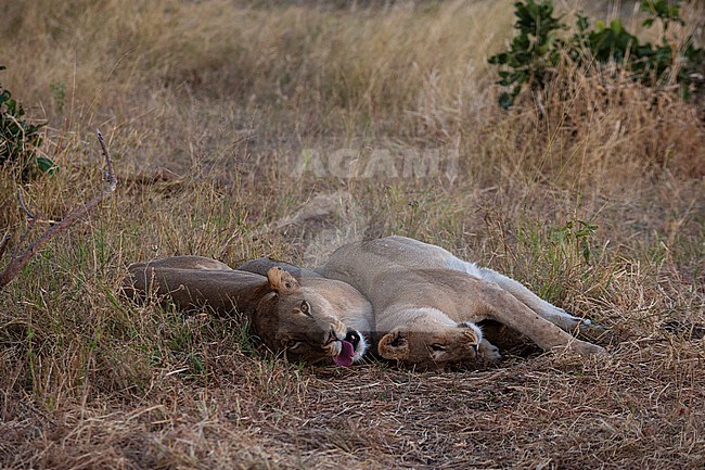 A pair of lionesses, Panthera leo, resting together. Khwai Concession Area, Okavango Delta, Botswana. stock-image by Agami/Sergio Pitamitz,
