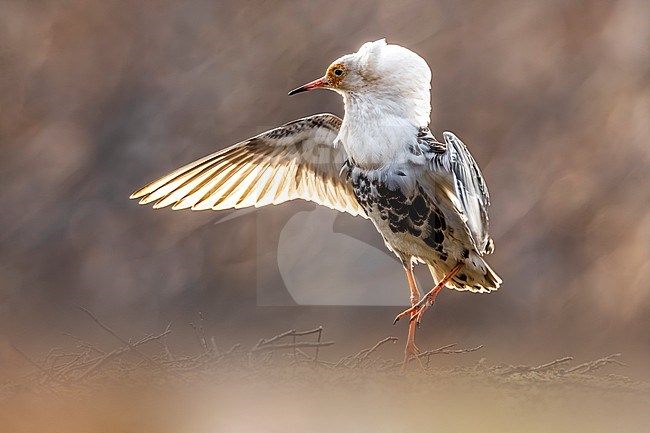 Adult male Ruff (Philomachus pugnax) in Norway. stock-image by Agami/Daniele Occhiato,