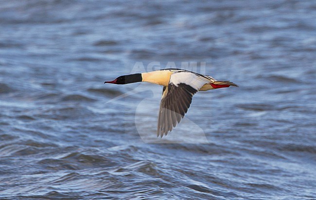 Mannetje Grote Zaagbek in vlucht, Male Goosander in flight stock-image by Agami/Karel Mauer,