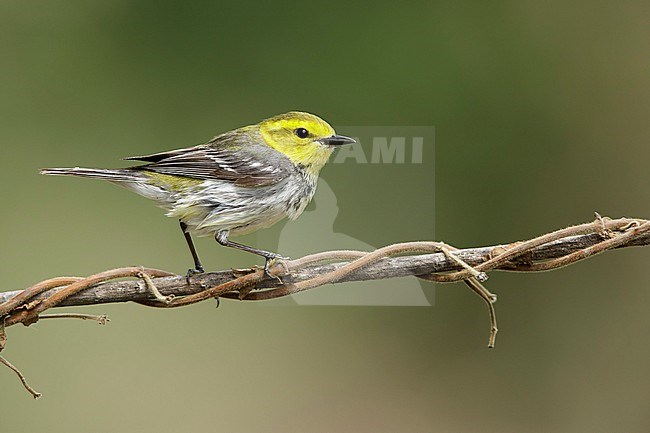 Second calendar female Black-throated Green Warbler, Setophaga virens
Galveston Co., Texas, USA. stock-image by Agami/Brian E Small,