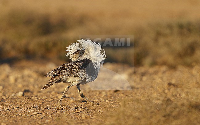 Houbara Bustard (Chlamydotis undulata fuertaventurae) male performing dancing display at Tindaya Plains, Fuerteventura, Canary Islands stock-image by Agami/Helge Sorensen,