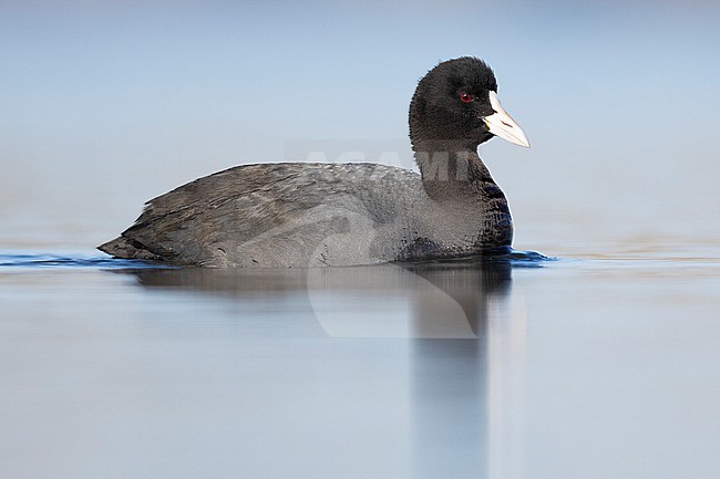 Eurasian Coot (Fulica atra), side view of an adult swimming in the water, Lazio, Italy stock-image by Agami/Saverio Gatto,