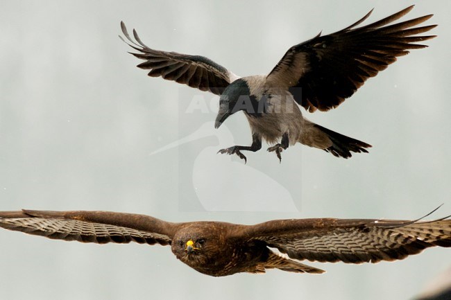 Bonte Kraai valt een Buizerd aan, Hooded Crow attacking a Common Buzzard stock-image by Agami/Bence Mate,