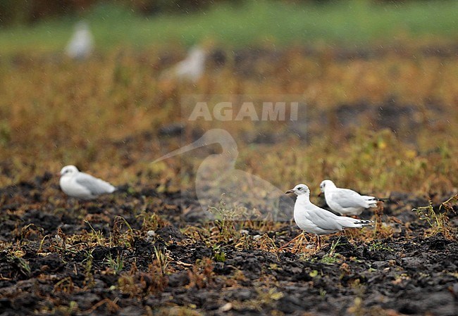 Mediterranean Gull (Ichthyaetus melanocephalus), second winter standing in a field during autumn, seen from the side. stock-image by Agami/Fred Visscher,