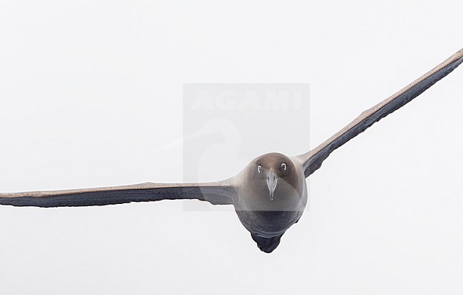Adult Light-mantled Albatross (Phoebetria palpebrata) flying head on, high above the Pacific Ocean between the Aucklands islands and Antipodes islands, New Zealand. stock-image by Agami/Marc Guyt,
