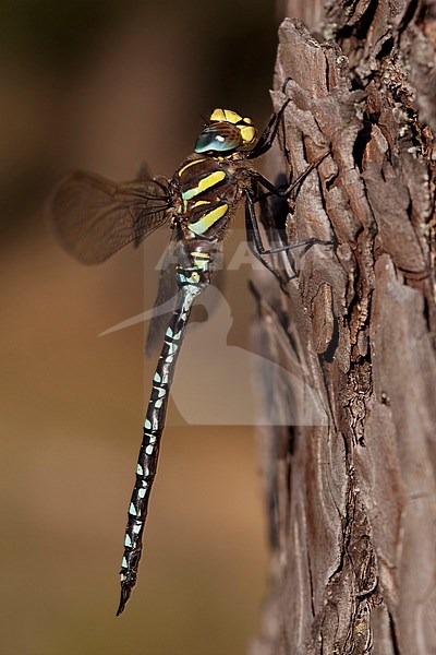 Imago Venglazenmaker; Adult Moorland Hawker; Adult Common Hawker stock-image by Agami/Fazal Sardar,