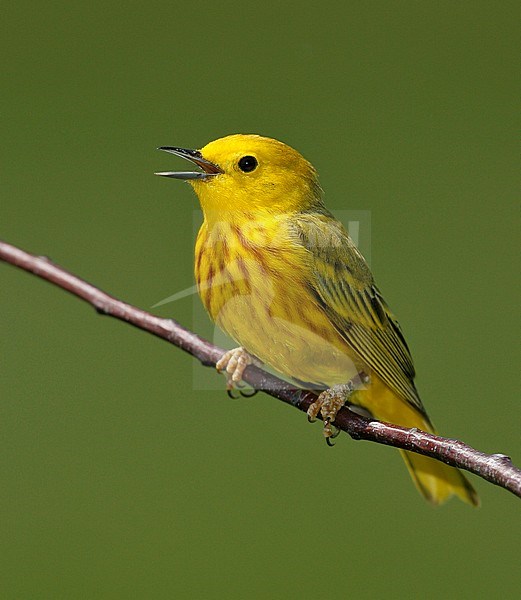 Adult male
York Co., ME
June 2006 stock-image by Agami/Brian E Small,