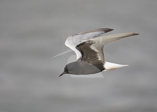 Volwassen Witvleugelstern in vlucht, Adult White-winged Tern in flight stock-image by Agami/Markus Varesvuo,