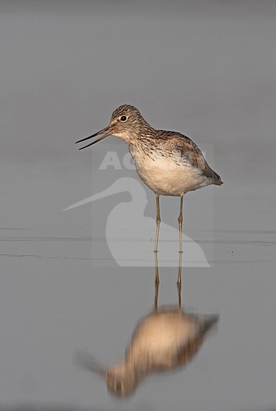 Common Greenshank  standing in water, Groenpootruiter staand in water stock-image by Agami/Jari Peltomäki,