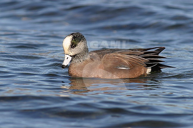 Amerikaanse Smient, American Wigeon stock-image by Agami/Glenn Bartley,