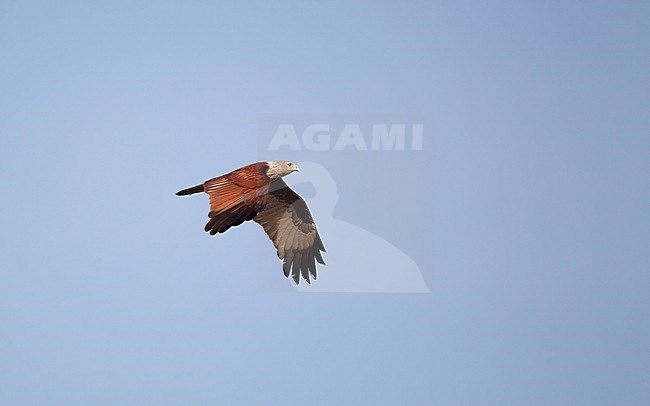 Brahminy Kite (Haliastur indus) adult in flight at Pak Thale, Thailand stock-image by Agami/Helge Sorensen,