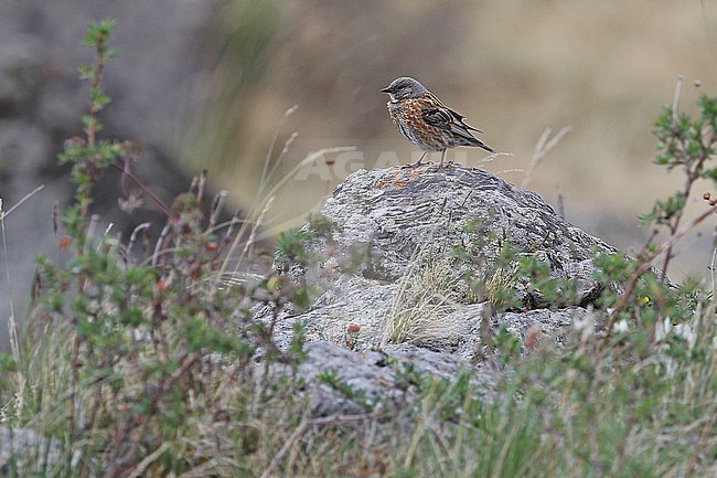 Altai Accentor (Prunella himalayana) in Mongolia. stock-image by Agami/James Eaton,