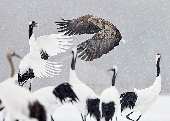 White-tailed Eagle and Red-crowned fighting over food stock-image by Agami/Markus Varesvuo,