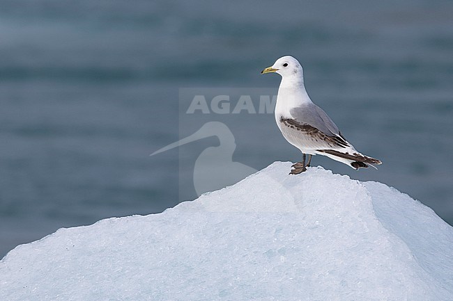 Black-legged Kittiwake (Rissa tridactyla), side view of a second year juvenile standing on an iceberg, Southern Region, Iceland stock-image by Agami/Saverio Gatto,