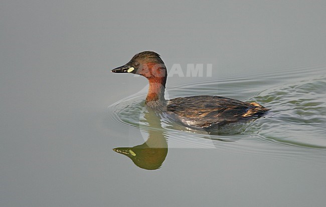 Dodaars in zomerkleed; Little Grebe in summerplumage stock-image by Agami/Markus Varesvuo,