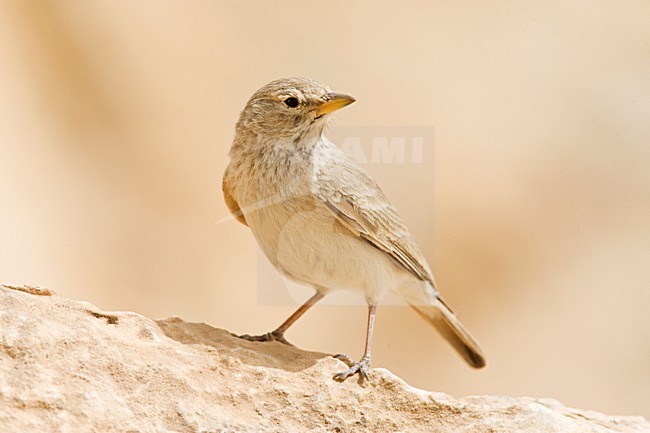 Woestijnleeuwerik, Desert Lark, Ammomanes deserti stock-image by Agami/Marc Guyt,