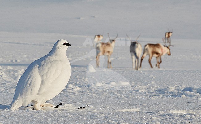 Male Ptarmigan (Lagopus mutus) at Utsjoki in Finland, with Reindeers in the background. stock-image by Agami/Markus Varesvuo,